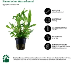 Dehner Aqua Aquarienpflanzen-Set Hintergrundbepflanzung 232, 3-teilig Grün Sale