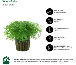 Dehner Aqua Aquarienpflanzen-Set Einsteiger 219, 5-teilig Sale