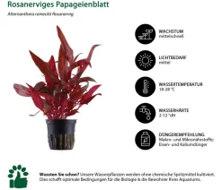 Dehner Aqua Aquarienpflanzen-Set Einsteiger 219, 5-teilig Sale