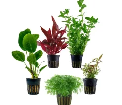Dehner Aqua Aquariumpflanzen - Aquarienpflanzen-Set Einsteiger 211, 5-teilig Grün