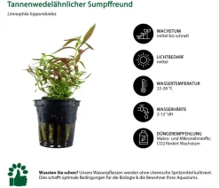 Dehner Aqua Aquariumpflanzen - Aquarienpflanzen-Set Einsteiger 234, 3-teilig Grün