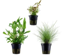 Dehner Aqua Aquariumpflanzen - Aquarienpflanzen-Set Einsteiger 234, 3-teilig Grün