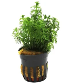 Dehner Aqua Aquariumpflanzen > Blütenstielloser Sumpffreund - Limnophila sessiliflora