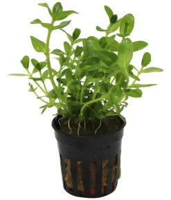 Dehner Aqua Aquariumpflanzen > Carolina-Fettblatt - Bacopa caroliniana