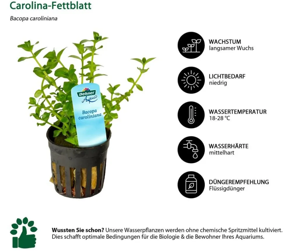 Dehner Aqua Aquariumpflanzen > Carolina-Fettblatt - Bacopa caroliniana