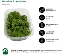 Dehner Aqua Aquariumpflanzen - Gemeiner Schwimmfarn - Salvinia natans Grün