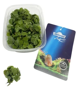 Dehner Aqua Aquariumpflanzen - Gemeiner Schwimmfarn - Salvinia natans Grün