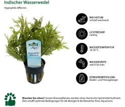Dehner Aqua Indischer Wasserwedel - Hygrophila difformis Grün