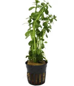 Dehner Aqua Aquariumpflanzen > Kleines Fettblatt - Bacopa crenta monnierii