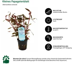 Dehner Aqua Aquariumpflanzen - Kleines Papageienblatt - Alternanthera reineckii