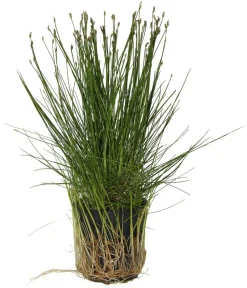 Dehner Aqua Nadel-Sumpfbinse - Eleocharis acicularis Grün Clearance