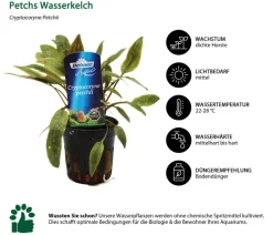Dehner Aqua Aquariumpflanzen > Petchs Wasserkelch - Cryptocoryne Petchii