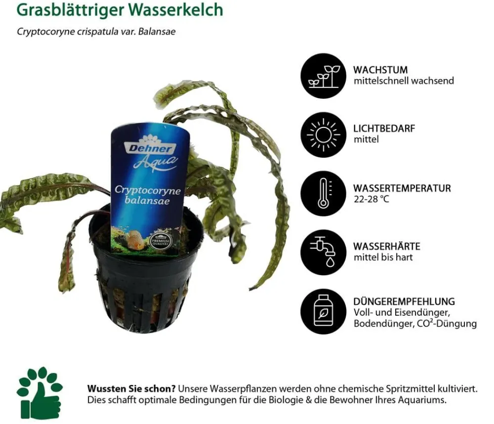 Dehner Aqua Premium Aquariumpflanzen > Aquarienpflanzen-Set Cryptocorynen-Mix, 10-teilig