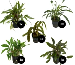 Dehner Aqua Premium Aquariumpflanzen > Aquarienpflanzen-Set Cryptocorynen-Mix, 10-teilig