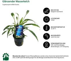 Dehner Aqua Premium Aquariumpflanzen > Aquarienpflanzen-Set Cryptocorynen-Mix, 10-teilig