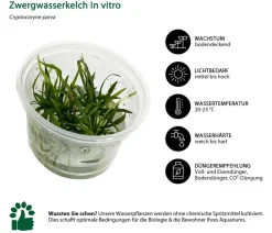 Dehner Aqua Premium Aquariumpflanzen > Aquarienpflanzen-Set Vordergrund- & Bodendeckerpflanzen In vitro, 10-teilig
