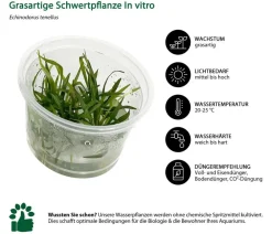 Dehner Aqua Premium Aquariumpflanzen > Aquarienpflanzen-Set Vordergrund- & Bodendeckerpflanzen In vitro, 10-teilig