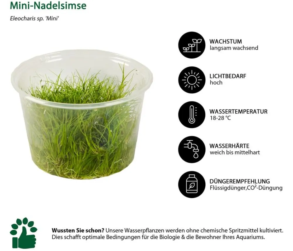 Dehner Aqua Premium Aquariumpflanzen > Aquarienpflanzen-Set Vordergrund- & Bodendeckerpflanzen In vitro, 10-teilig