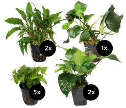 Dehner Aqua Premium Aquariumpflanzen > Aquarienpflanzen-Set für Dehner Aqua Start 60, 10-teilig