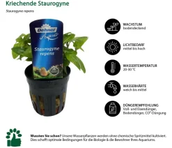 Dehner Aqua Premium Aquariumpflanzen > Aquarienpflanzen-Set für Dehner Aqua Start 60, 10-teilig