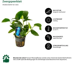 Dehner Aqua Premium Aquariumpflanzen > Aquarienpflanzen-Set für Dehner Aqua Start 60, 10-teilig