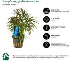 Dehner Aqua Premium Aquarienpflanzen-Set Premium, 15-teilig New