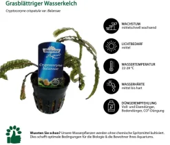 Dehner Aqua Premium Aquarienpflanzen-Set Premium, 15-teilig New