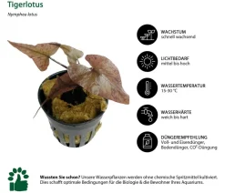 Dehner Aqua Premium Aquarienpflanzen-Set Premium, 15-teilig New