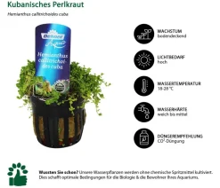 Dehner Aqua Premium Aquariumpflanzen - Aquarienpflanzen-Set Vordergrund- & Bodendeckerpflanzen im Topf, 12-teilig