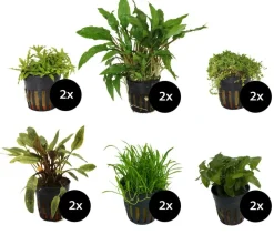 Dehner Aqua Premium Aquariumpflanzen - Aquarienpflanzen-Set Vordergrund- & Bodendeckerpflanzen im Topf, 12-teilig