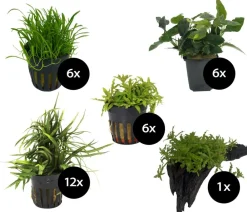 Dehner Aqua Premium Aquarienpflanzen-Set für ProLine 100, 31-teilig Discount