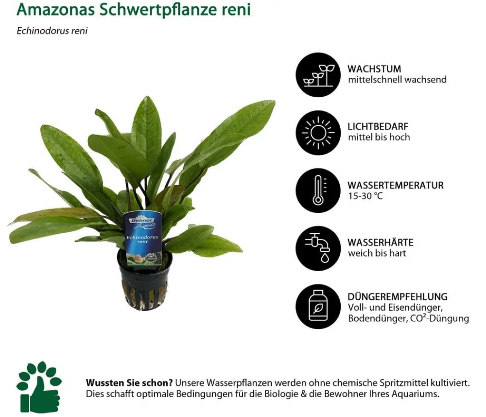 Dehner Aqua Premium Aquariumpflanzen - Aquarienpflanzen-Set Echinodorus-Mix, 8-teilig