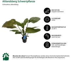 Dehner Aqua Premium Aquariumpflanzen - Aquarienpflanzen-Set Echinodorus-Mix, 8-teilig