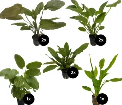 Dehner Aqua Premium Aquariumpflanzen - Aquarienpflanzen-Set Echinodorus-Mix, 8-teilig