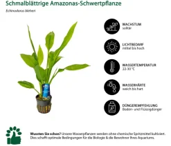 Dehner Aqua Premium Aquariumpflanzen - Aquarienpflanzen-Set Echinodorus-Mix, 8-teilig