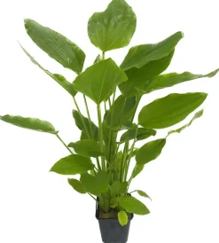 Dehner Aqua Premium Argentinischer Froschlöffel XL - Echinodorus argentinensis Grün Best
