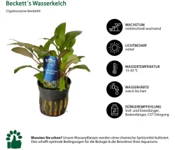 Dehner Aqua Premium Aquariumpflanzen - Beckett´s Wasserkelch - Cryptocoryne beckettii