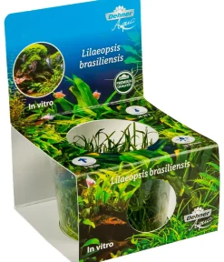 Dehner Aqua Premium Brasilianische Graspflanze In vitro - Lilaeopsis brasiliensis Grün Best