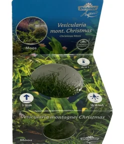 Dehner Aqua Premium Aquariumpflanzen > Christmas-Moos - Vesicularia montagnei