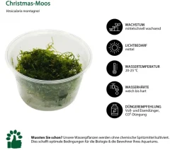 Dehner Aqua Premium Aquariumpflanzen > Christmas-Moos - Vesicularia montagnei