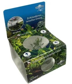 Dehner Aqua Premium Aquariumpflanzen > Grasartige Schwertpflanze In vitro - Echinodorus tenellus