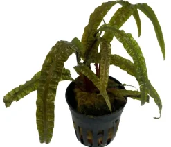 Dehner Aqua Premium Grasblättriger Wasserkelch - Cryptocoryne crispatula var. balansae Outlet
