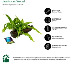Dehner Aqua Premium Aquariumpflanzen > Javafarn auf Wurzel - Microsorum pteropus