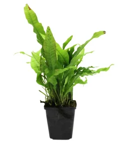 Dehner Aqua Premium Aquariumpflanzen > Javafarn - Microsorum pteropus