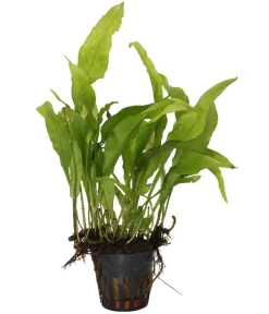 Dehner Aqua Premium Aquariumpflanzen - Javafarn - Microsorum pteropus Grün