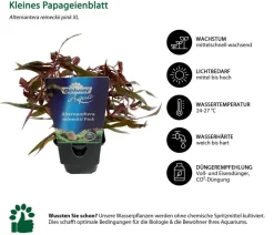 Dehner Aqua Premium Aquariumpflanzen > Kleines Papageienblatt - Alternanthera reineckii pink XL