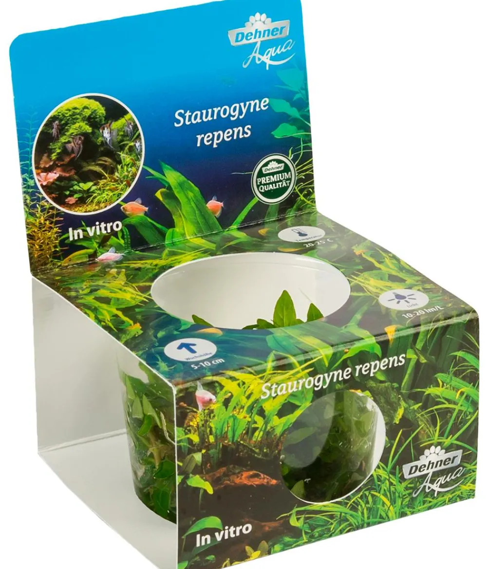 Dehner Aqua Premium Aquariumpflanzen - Kriechende Staurogyne In vitro - Staurogyne repens Grün