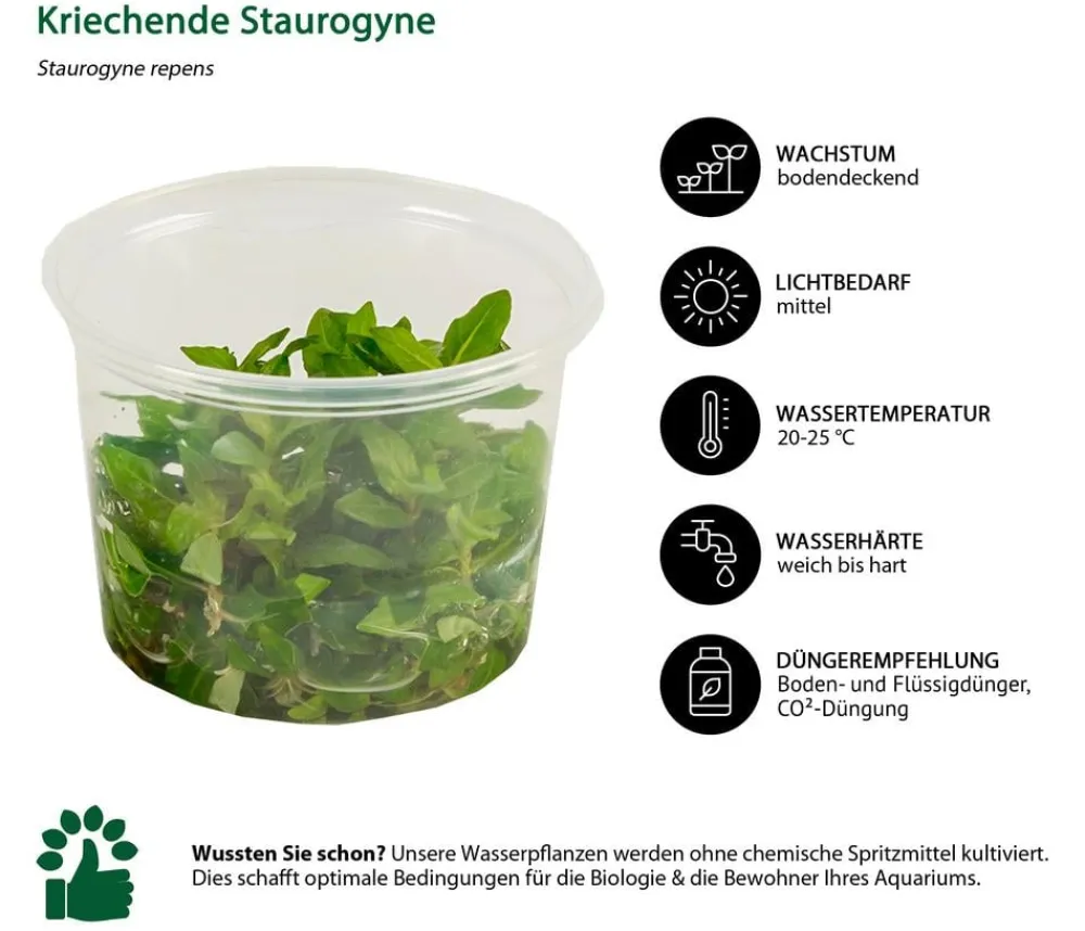 Dehner Aqua Premium Aquariumpflanzen - Kriechende Staurogyne In vitro - Staurogyne repens Grün