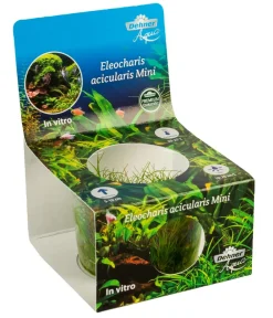 Dehner Aqua Premium Aquariumpflanzen - Mini-Nadelsimse In vitro - Eleocharis sp. Mini Grün
