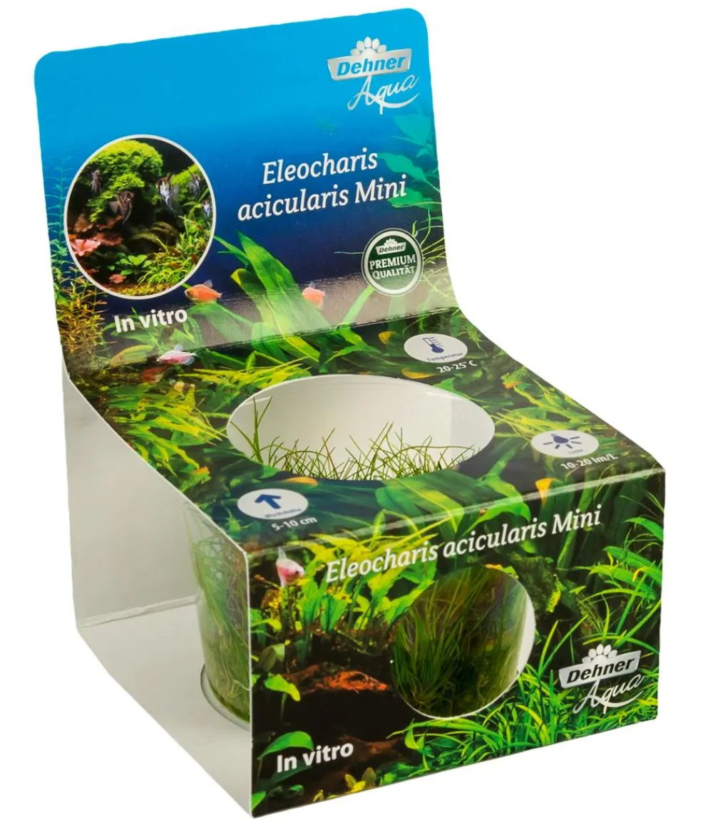 Dehner Aqua Premium Aquariumpflanzen - Mini-Nadelsimse In vitro - Eleocharis sp. Mini Grün